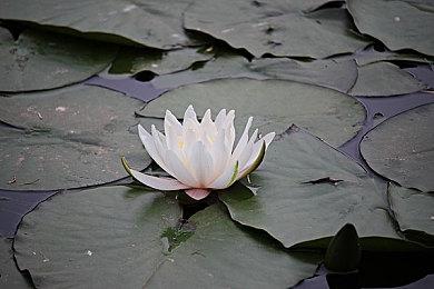 波兰定格动画《阿福一家亲》将改编成Switch游戏